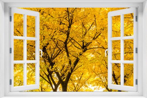 Fototapeta Naklejka Na Ścianę Okno 3D - Beautiful yellow ginkgo tree in autumn garden