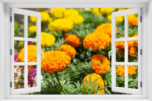 Fototapeta Naklejka Na Ścianę Okno 3D - Orange marigolds