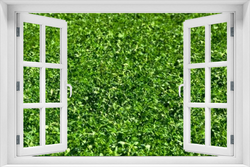 Fototapeta Naklejka Na Ścianę Okno 3D - green lucerne culture