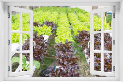 Fototapeta Naklejka Na Ścianę Okno 3D - Organic hydroponic vegetable