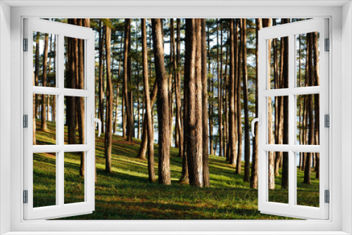 Fototapeta Naklejka Na Ścianę Okno 3D - Beautiful pine forest in morning sunlight