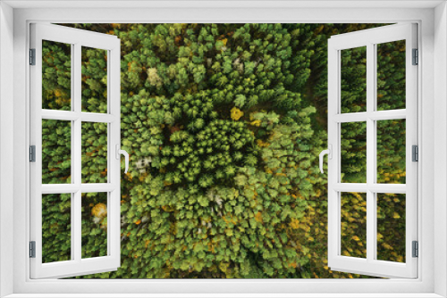 Fototapeta Naklejka Na Ścianę Okno 3D - Autumn green pine forest