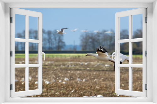 Fototapeta Naklejka Na Ścianę Okno 3D - snow geese