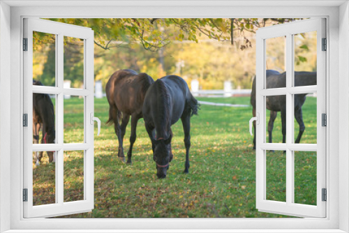 Fototapeta Naklejka Na Ścianę Okno 3D - konie na wybiegu, jesienny poranek