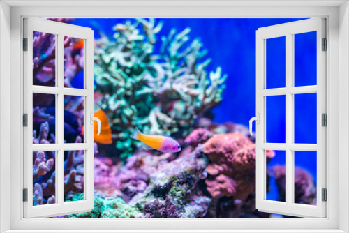Fototapeta Naklejka Na Ścianę Okno 3D - Underwater life of a hard-coral reef, Red Sea, Egypt