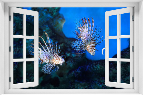 Fototapeta Naklejka Na Ścianę Okno 3D - Pterois volitans. Red lionfish. Beautiful and dangerous sea fish.