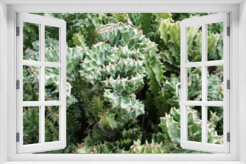 Fototapeta Naklejka Na Ścianę Okno 3D - green cactus succulent close up nature background