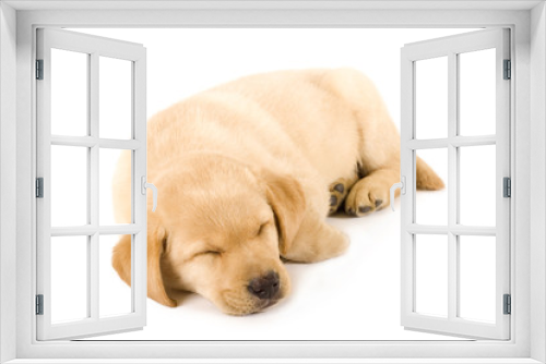 Fototapeta Naklejka Na Ścianę Okno 3D - Sleeping Labrador retriever puppy