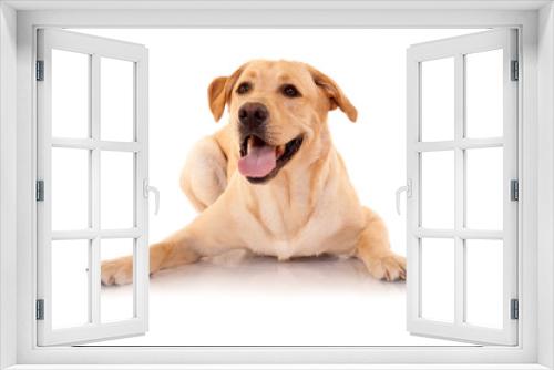 Fototapeta Naklejka Na Ścianę Okno 3D - Happy Retriever Labrador