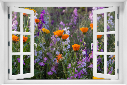 Fototapeta Naklejka Na Ścianę Okno 3D - Colorful flowering herb meadow with purple blooming phacelia, orange calendula officinalis and wild chamomile. Meadow flowers photographed landscape format suitable as wall decoration in wellness area