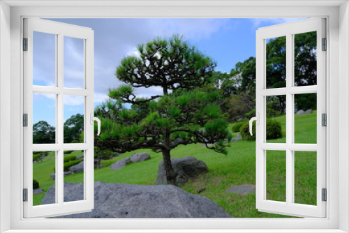 Fototapeta Naklejka Na Ścianę Okno 3D - 天に向かって早く成長したい松の木