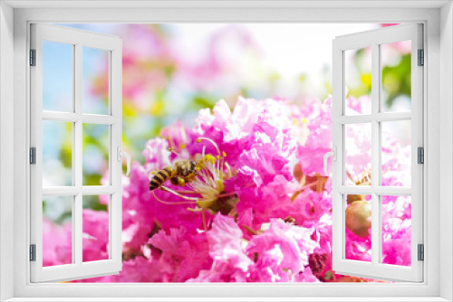 Fototapeta Naklejka Na Ścianę Okno 3D - The bee was pollinating among the beautiful blossom pink crape myrtle flower. Blurred sky and flower as background.