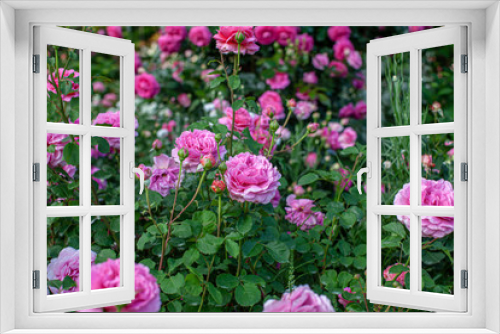 Fototapeta Naklejka Na Ścianę Okno 3D - rose / cultivars / Princess Alexandra of Kent / プリンセスアレキサンドラオブケント