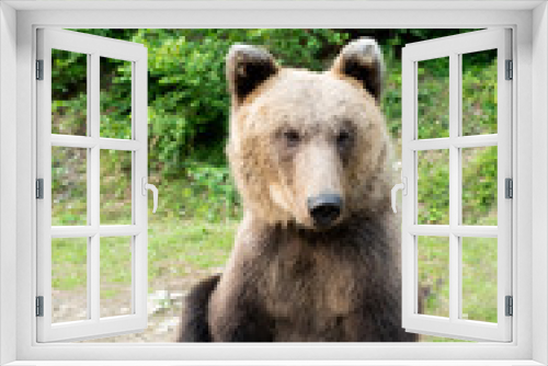 Fototapeta Naklejka Na Ścianę Okno 3D - A bear sits on earth in a forest.