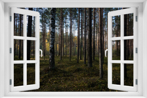 Fototapeta Naklejka Na Ścianę Okno 3D - Autumn in a pine forest. Coniferous trees, green moss. It’s sunny.