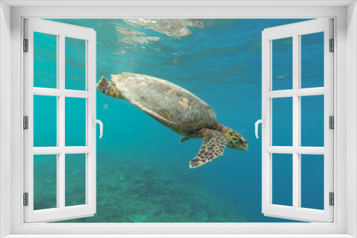 Fototapeta Naklejka Na Ścianę Okno 3D - wildlife maldivian sea turtle (marine turtles)
