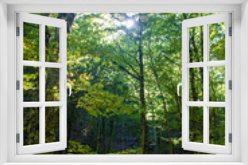 Fototapeta Naklejka Na Ścianę Okno 3D - Beech woods