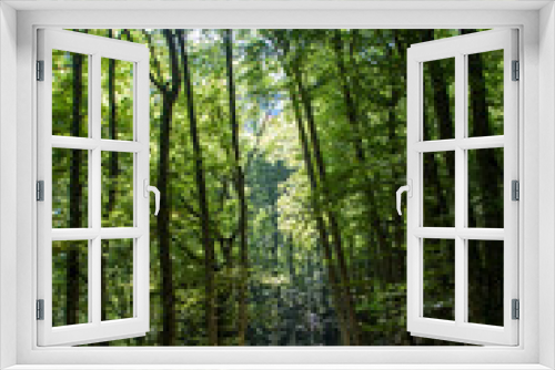 Fototapeta Naklejka Na Ścianę Okno 3D - woods in Abruzzo national park, italy