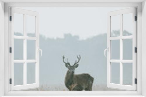 Fototapeta Naklejka Na Ścianę Okno 3D - Red Deer Stag wildlife 