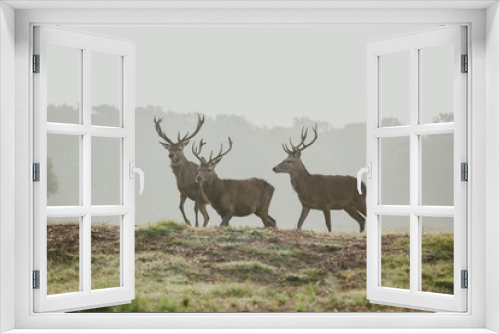 Fototapeta Naklejka Na Ścianę Okno 3D - Red Deer Rutting season