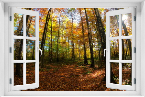Fototapeta Naklejka Na Ścianę Okno 3D - Autumnal Park. Autumn Trees and Leaves in sun light. Autumn scene