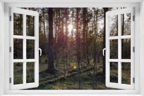Fototapeta Naklejka Na Ścianę Okno 3D - Forest in autumn