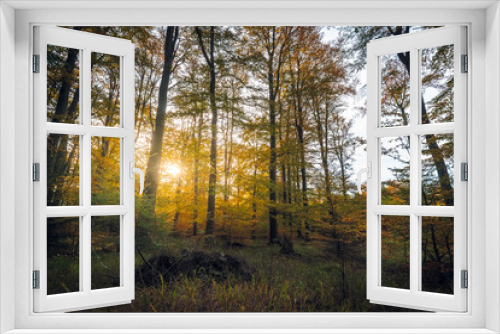 Fototapeta Naklejka Na Ścianę Okno 3D - autumn  forest colours, beautiful sunset in the woods, sunny indian summer afternoon