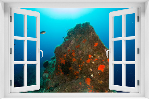 Fototapeta Naklejka Na Ścianę Okno 3D - seabed with corals and macro