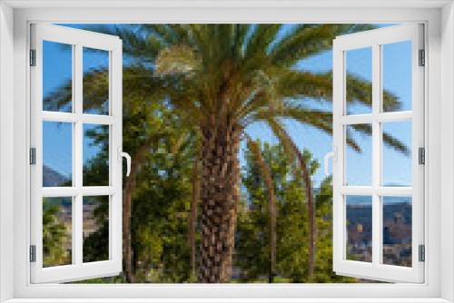 Fototapeta Naklejka Na Ścianę Okno 3D - date palm tree under blue sky