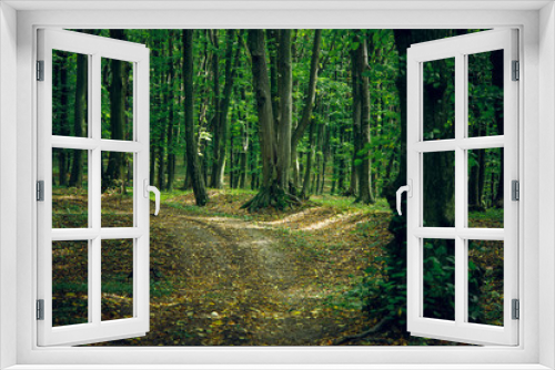 Fototapeta Naklejka Na Ścianę Okno 3D - September season forest scenery landscape outdoor natural environment with lonely dirt trail for cycles 