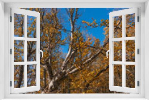 Fototapeta Naklejka Na Ścianę Okno 3D - Dry dead tree in autumn forest