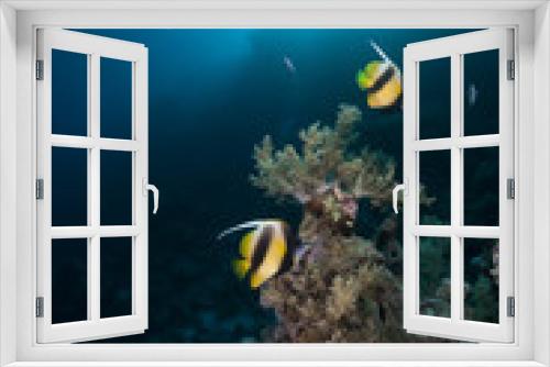 Fototapeta Naklejka Na Ścianę Okno 3D - Bannerfish, coral and sun in the Red Sea.