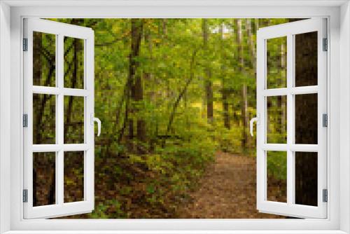 Fototapeta Naklejka Na Ścianę Okno 3D - Beautiful Fall Woodland
