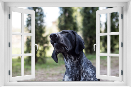 Fototapeta Naklejka Na Ścianę Okno 3D - Młody wyżeł niemiecki krótkowłosy. Zabawa psa w ogrodzie.