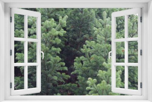 Fototapeta Naklejka Na Ścianę Okno 3D - fluffy branches of spruce
