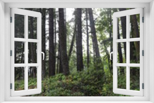 Fototapeta Naklejka Na Ścianę Okno 3D - woods1
