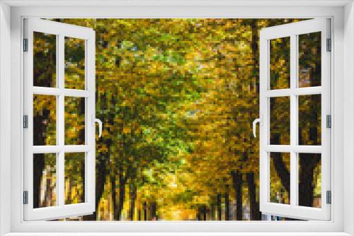 Fototapeta Naklejka Na Ścianę Okno 3D - Stunning park scenery in autumn on a beautiful sunny day.  Colorful foliage in the park. Falling leaves natural background.