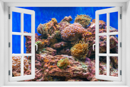 Fototapeta Naklejka Na Ścianę Okno 3D - red sea coral reef with hard corals, fishes and sunny sky shining through clean water - underwater photo