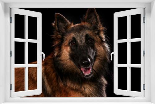 Fototapeta Naklejka Na Ścianę Okno 3D - Dogs shot in Studio on black and natural backgrounds. Posing and portrait shots of dogs