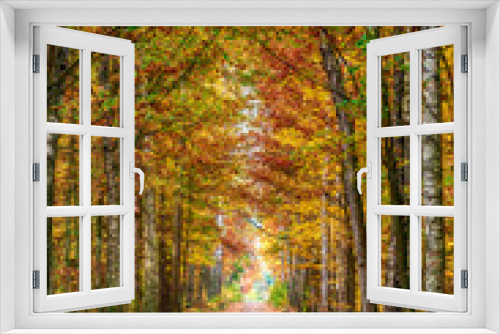 Fototapeta Naklejka Na Ścianę Okno 3D - Golden Autumn