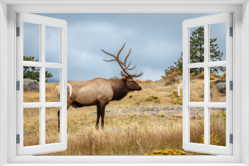Fototapeta Naklejka Na Ścianę Okno 3D - Bull Elk with large antlers