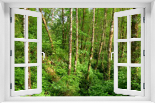 Fototapeta Naklejka Na Ścianę Okno 3D - A Scenic Rain Forest