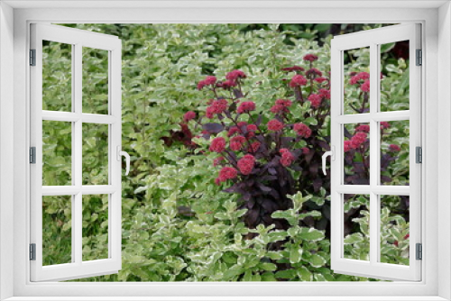 Fototapeta Naklejka Na Ścianę Okno 3D - 植物