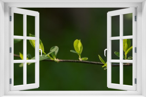 Fototapeta Naklejka Na Ścianę Okno 3D - leaf