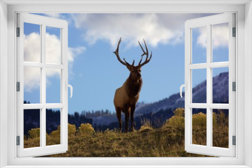 Fototapeta Naklejka Na Ścianę Okno 3D - Yellowstone bull elk