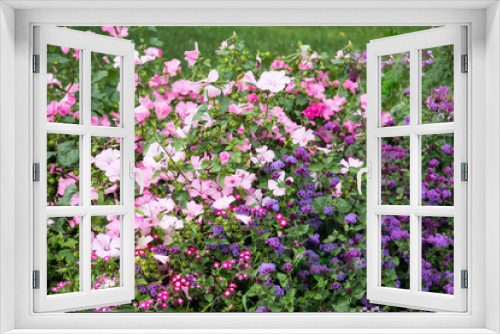 Fototapeta Naklejka Na Ścianę Okno 3D - Background of colorful flowers, bright flowers in a botanical garden, flowers in a summer time