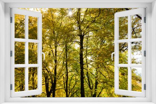 Fototapeta Naklejka Na Ścianę Okno 3D - Naturally growing trees thrive in a community that hides many secrets. The magic of nature and deep peace in the forest. The vast forest is full of scents from the needles of tall trees.
