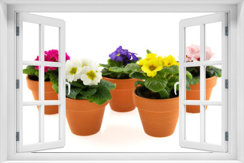 Fototapeta Naklejka Na Ścianę Okno 3D - Pots with colorful Primroses