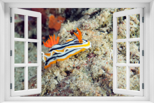 Fototapeta Naklejka Na Ścianę Okno 3D - Chromodoris magnifica nudibranch crawling on the coral. Underwater photography