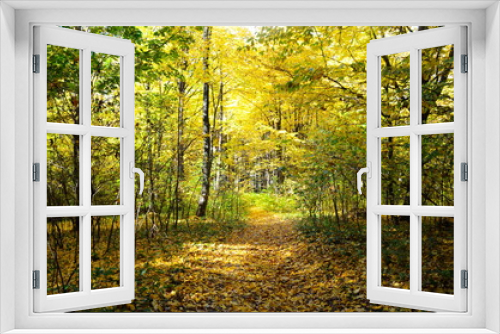 Fototapeta Naklejka Na Ścianę Okno 3D - Autumn. Fall. Autumnal Park. Autumn Trees and Leaves in sun light
